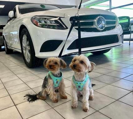 Coco and Chanel, the YEG Drives shop dogs